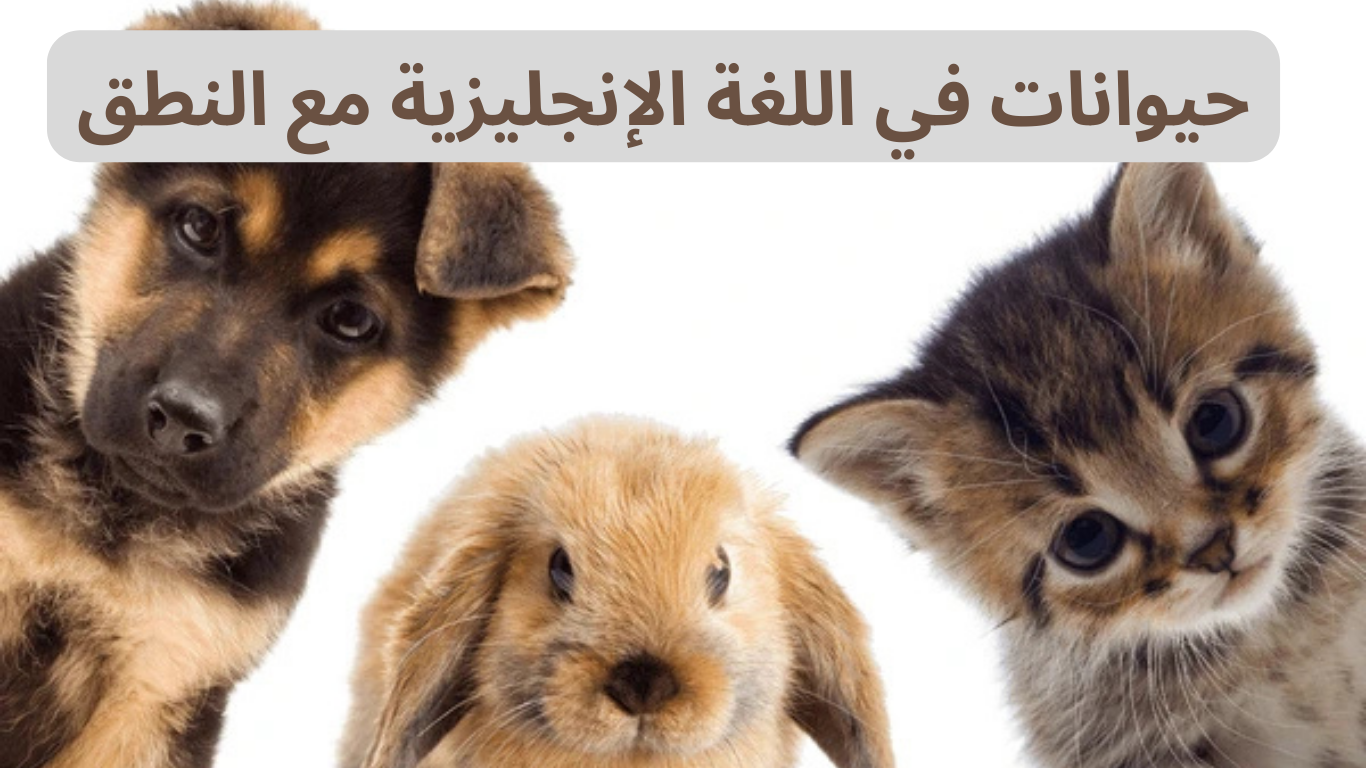 حيوانات في اللغة الإنجليزية مع النطق